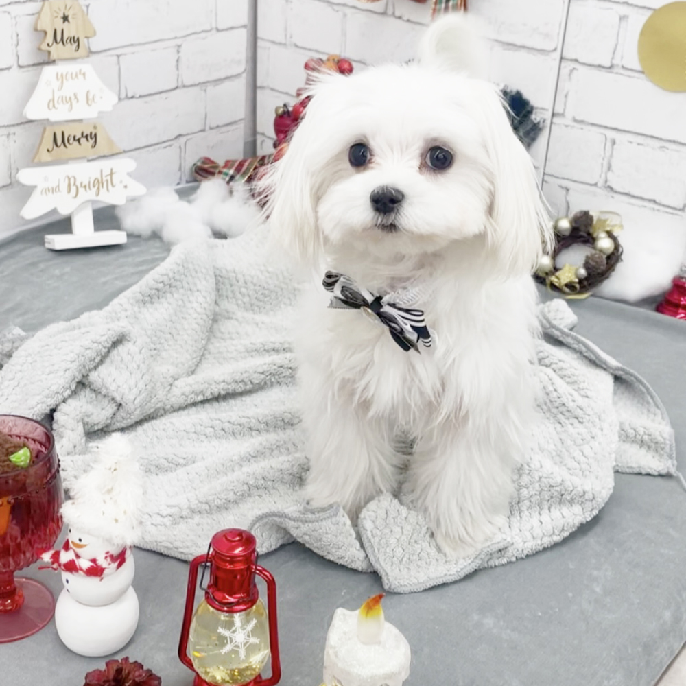 生徒とモデル犬の写真撮影会①